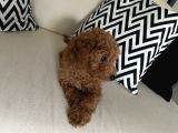 4 Aylik Cok Tatli Disi Toy Poodle
