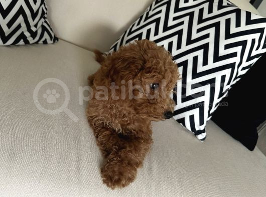 4 Aylik Cok Tatli Disi Toy Poodle görsel