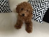 4 aylik cok tatli disi toy poodle