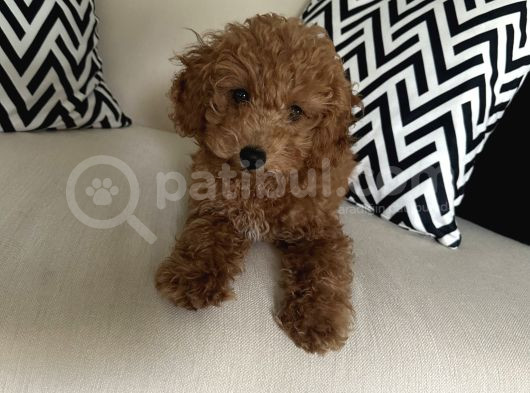 4 Aylik Cok Tatli Disi Toy Poodle