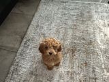 4 Aylik Cok Tatli Disi Toy Poodle