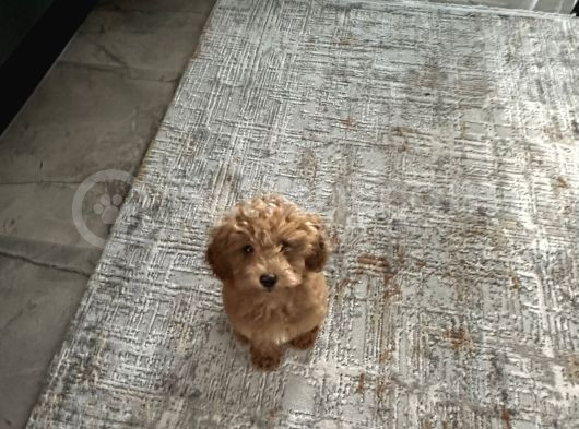 4 Aylik Cok Tatli Disi Toy Poodle görsel