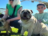 Irkının En Iyisi Şişko İngiliz Bulldog Bebeklerim
