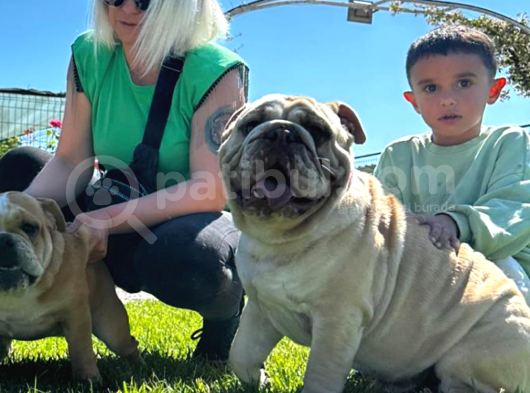 Irkının En Iyisi Şişko İngiliz Bulldog Bebeklerim görsel