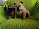 Irkının En Iyisi Şişko İngiliz Bulldog Bebeklerim