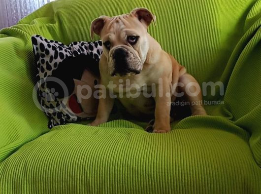 Irkının En Iyisi Şişko İngiliz Bulldog Bebeklerim görsel