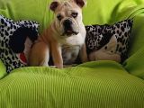 Irkının En Iyisi Şişko İngiliz Bulldog Bebeklerim