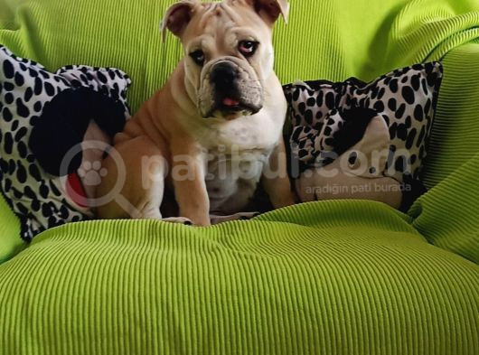 Irkının En Iyisi Şişko İngiliz Bulldog Bebeklerim görsel