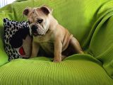 Irkının En Iyisi Şişko İngiliz Bulldog Bebeklerim