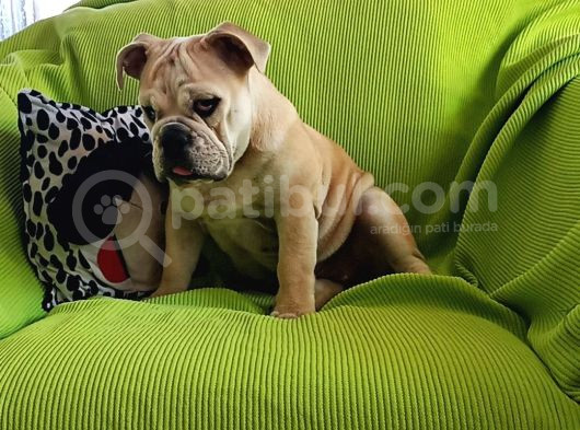 Irkının En Iyisi Şişko İngiliz Bulldog Bebeklerim görsel