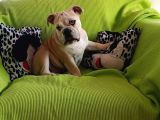 Irkının en iyisi Şişko İngiliz bulldog Bebeklerim
