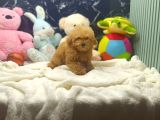 Mini Boy Puppy Kıpkırmızı Red Tooy Poodle 