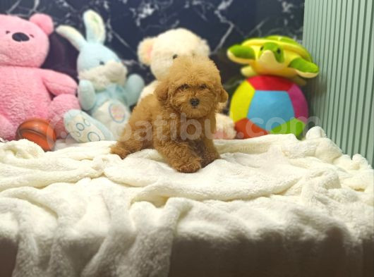 Mini Boy Puppy Kıpkırmızı Red Tooy Poodle  görsel