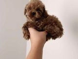 Mini boy puppy kıpkırmızı Red TOOY POODLE 