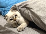 golden point scottish fold yavrumuza yuva arıyoruz