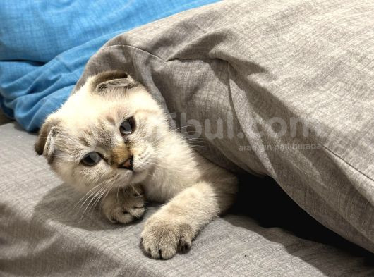 Golden Point Scottish Fold Yavrumuza Yuva Arıyoruz