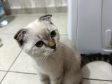 Golden Point Scottish Fold Yavrumuza Yuva Arıyoruz