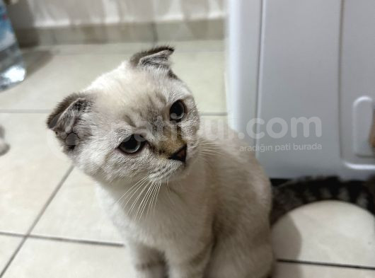 Golden Point Scottish Fold Yavrumuza Yuva Arıyoruz görsel