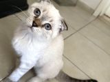 Golden Point Scottish Fold Yavrumuza Yuva Arıyoruz
