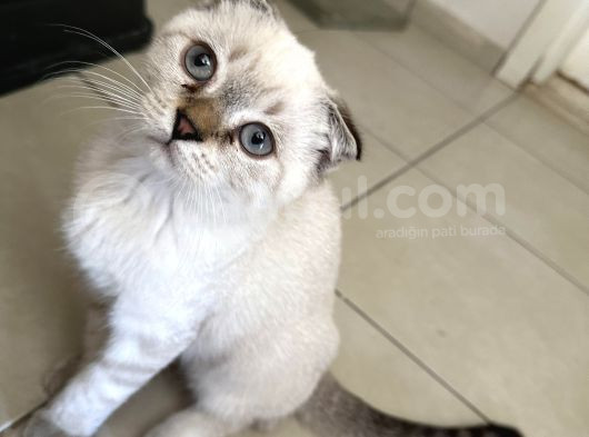 Golden Point Scottish Fold Yavrumuza Yuva Arıyoruz görsel