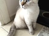 Golden Point Scottish Fold Yavrumuza Yuva Arıyoruz