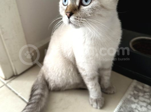 Golden Point Scottish Fold Yavrumuza Yuva Arıyoruz görsel