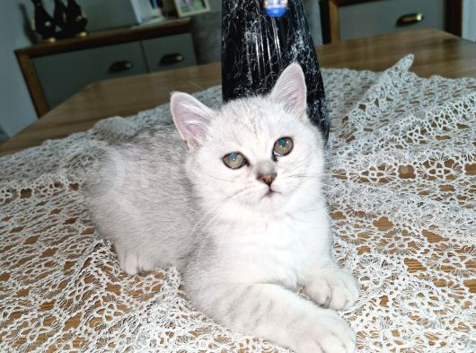 Uygun Puanlı 2 Aylık Erkek British Shorthair görsel
