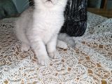 Uygun puanlı 2 aylık erkek british shorthair