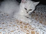 Uygun Puanlı 2 Aylık Erkek British Shorthair