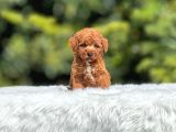 Red Braw Kıpkırmızı Ev Üretimi Tooy Poodle 