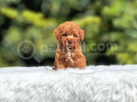 Red Braw Kıpkırmızı Ev Üretimi Tooy Poodle  görsel