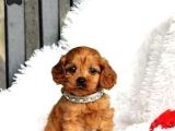 Red braw kıpkırmızı ev üretimi TOOY POODLE 