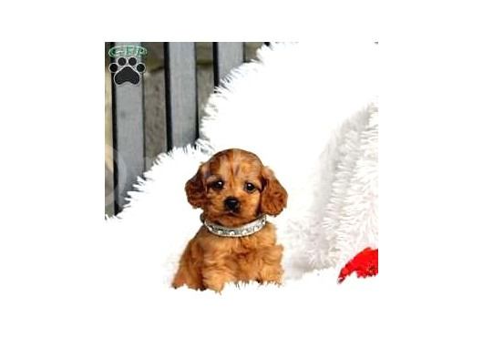 Red Braw Kıpkırmızı Ev Üretimi Tooy Poodle 