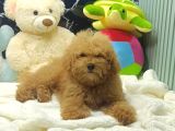 Red braw kıpkırmızı ev üretimi TOOY POODLE 