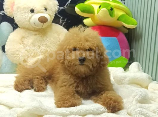 Red braw kıpkırmızı ev üretimi TOOY POODLE 