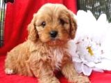 Kahve tonlu mini boy puppy sevimli yavrular MALTİPO CİNSİ 