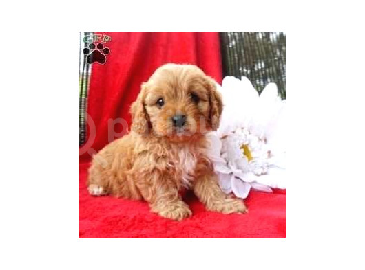 Kahve tonlu mini boy puppy sevimli yavrular MALTİPO CİNSİ 