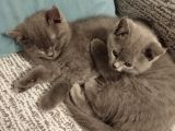 Orijinal British Shorthair Yavru Dişi Ve Erkek