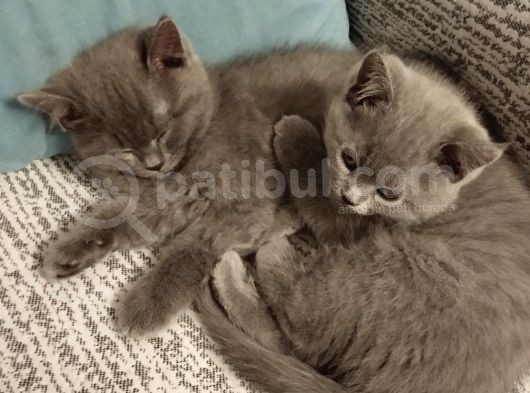 Orijinal British Shorthair Yavru Dişi Ve Erkek görsel
