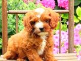 Kahve Tonlu Mini Boy Puppy Sevimli Yavrular Malti̇po Ci̇nsi̇ 