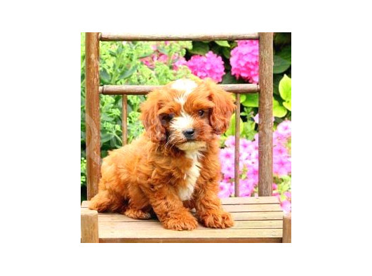 Kahve Tonlu Mini Boy Puppy Sevimli Yavrular Malti̇po Ci̇nsi̇  görsel