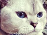 bRİTİSH SHORTHAİR OĞLUMUZU TAKİP ŞARTLI SAHİPLENDİRECEĞİZ