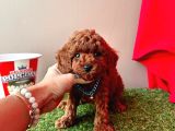 Orijinal koyu kahverengi poodle yavrular
