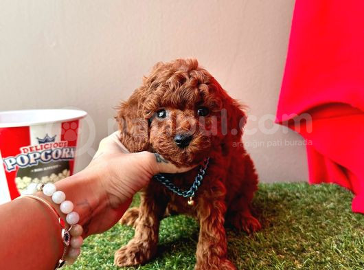 Orijinal Koyu Kahverengi Poodle Yavrular