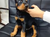 Çiftliğimizden A Class Doberman Yavrularımız