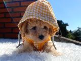 Poodle Ayarında Dünya Tatlısı Maltipoo Yavrumuz