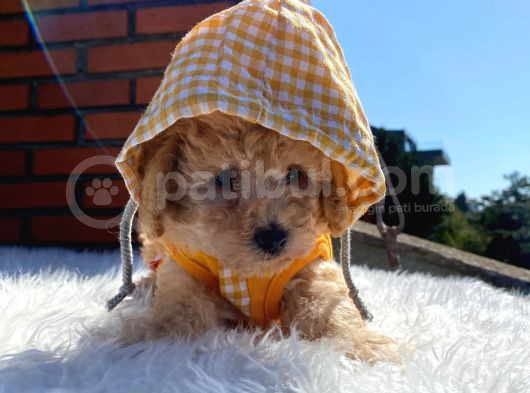 Poodle Ayarında Dünya Tatlısı Maltipoo Yavrumuz görsel