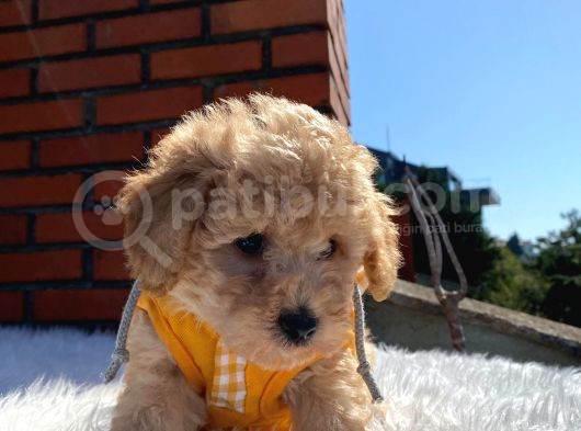 Poodle Ayarında Dünya Tatlısı Maltipoo Yavrumuz görsel