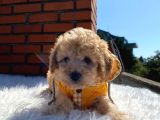 Poodle Ayarında Dünya Tatlısı Maltipoo Yavrumuz