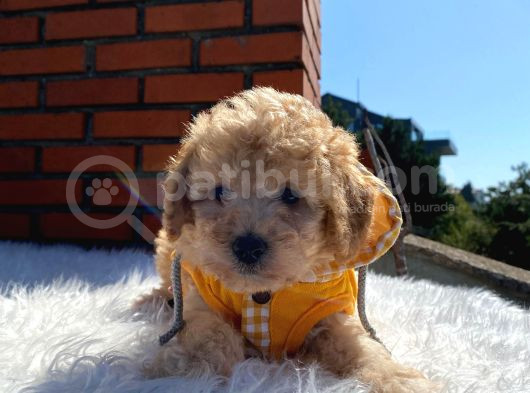 Poodle Ayarında Dünya Tatlısı Maltipoo Yavrumuz